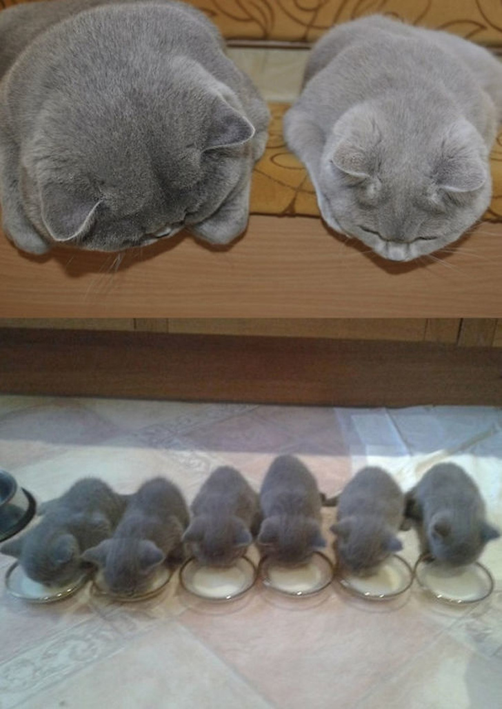 Illustration de l'article : 19 photos de chiennes et chattes devenues mamans et ravies de vous présenter leurs petits